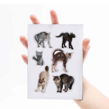  Mustard Sinirli Kediler Magnet