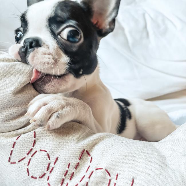  St. Pia Bone Köpek Yastığı