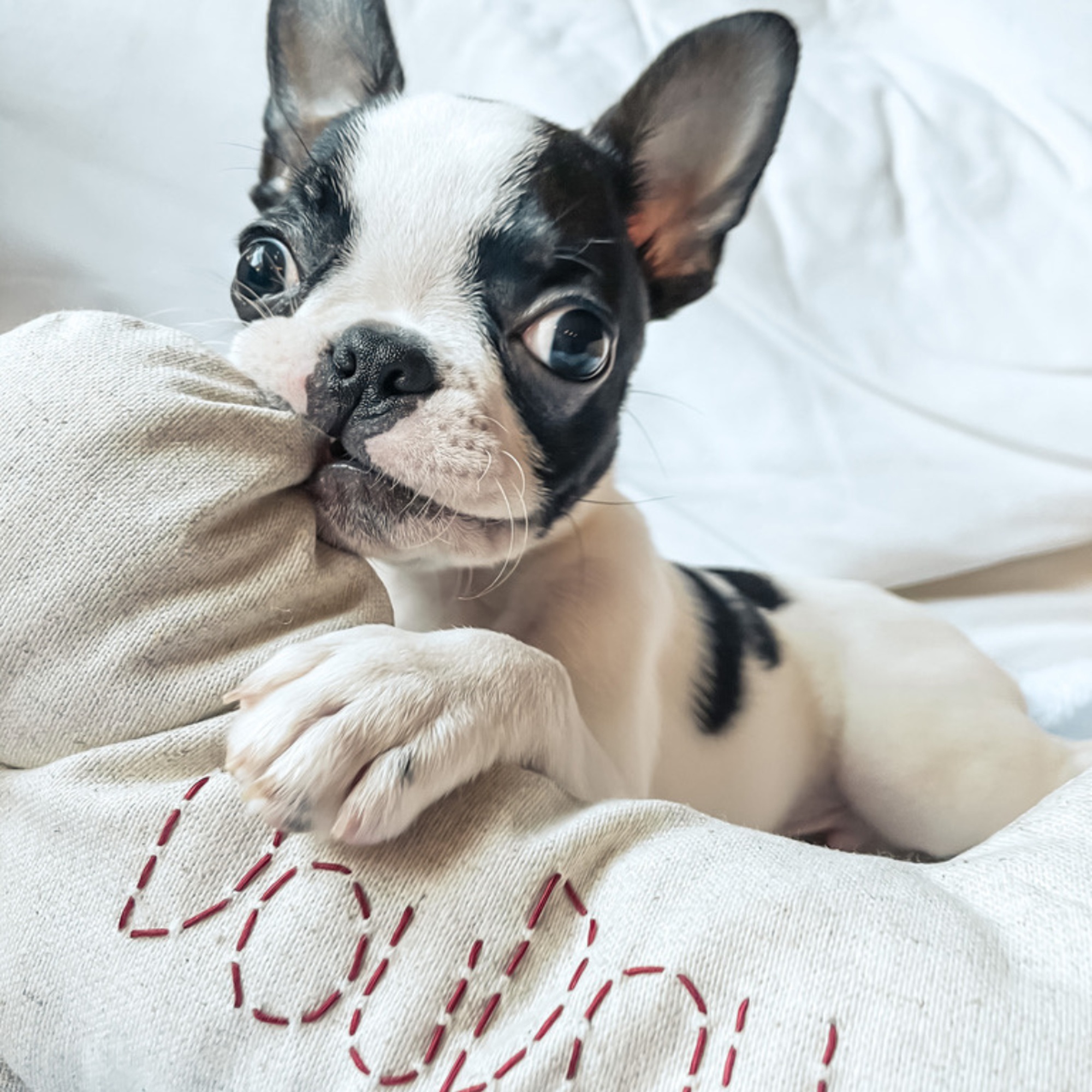 St. Pia Bone Köpek Yastığı