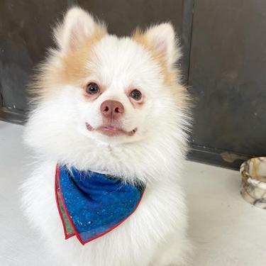  St. Pia Party Bandana - Pet ve İnsan Aksesuarı