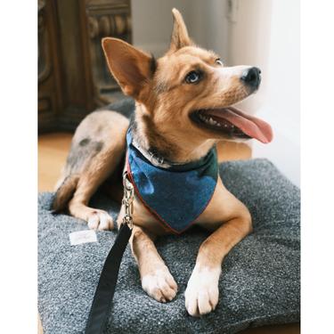  St. Pia Party Bandana - Pet ve İnsan Aksesuarı