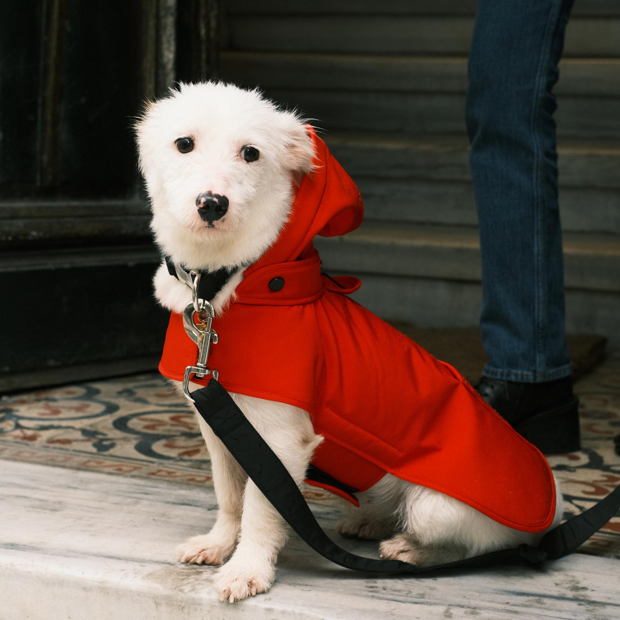 St. Pia Pluvio Köpek Yağmurluğu