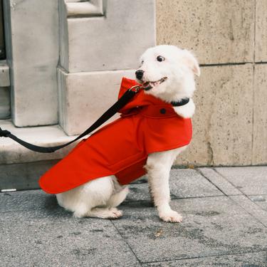 St. Pia Pluvio Köpek Yağmurluğu