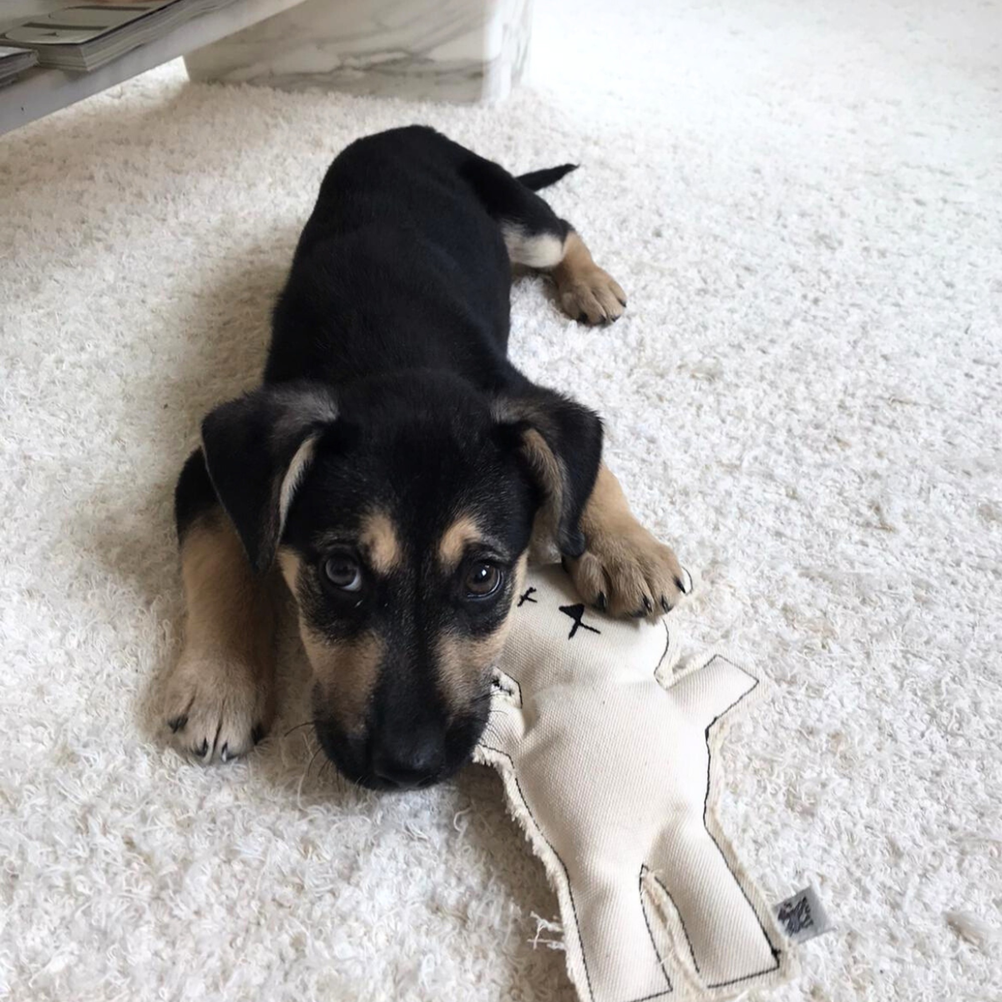 St. Pia Robear El Yapımı Kedi ve Köpek Oyuncağı