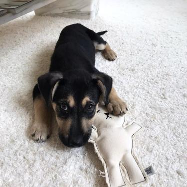  St. Pia Robear El Yapımı Kedi ve Köpek Oyuncağı