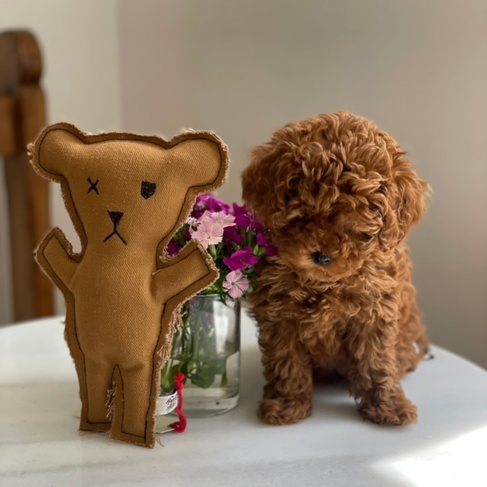  St. Pia Robear El Yapımı Kedi ve Köpek Oyuncağı