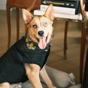  St. Pia Berry BFF Bandana - Pet ve İnsan Aksesuarı