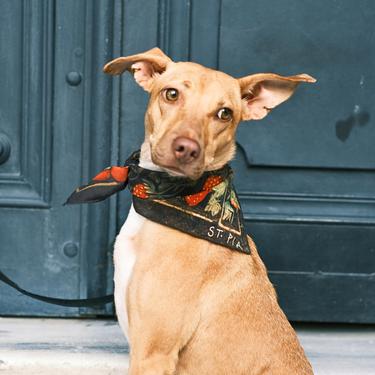  St. Pia Berry BFF Bandana - Pet ve İnsan Aksesuarı