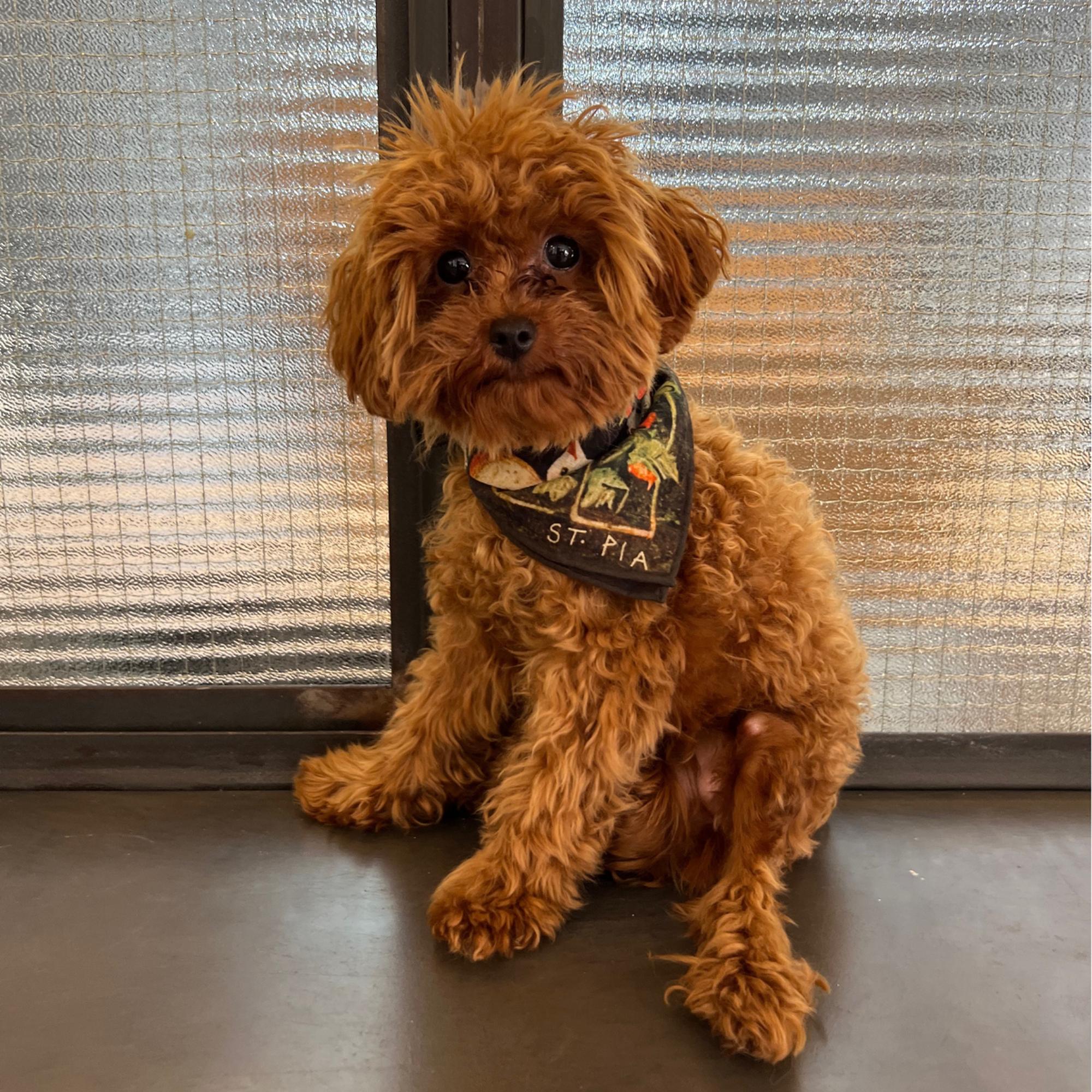 St. Pia Berry BFF Bandana - Pet ve İnsan Aksesuarı