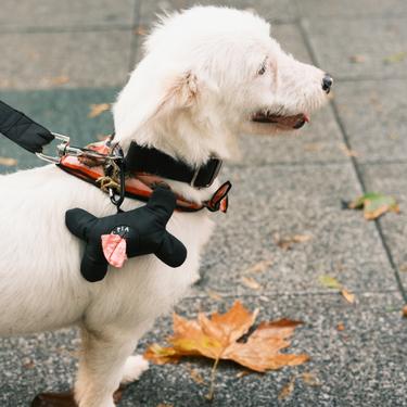  St. Pia Osso Torba Taşıyıcı