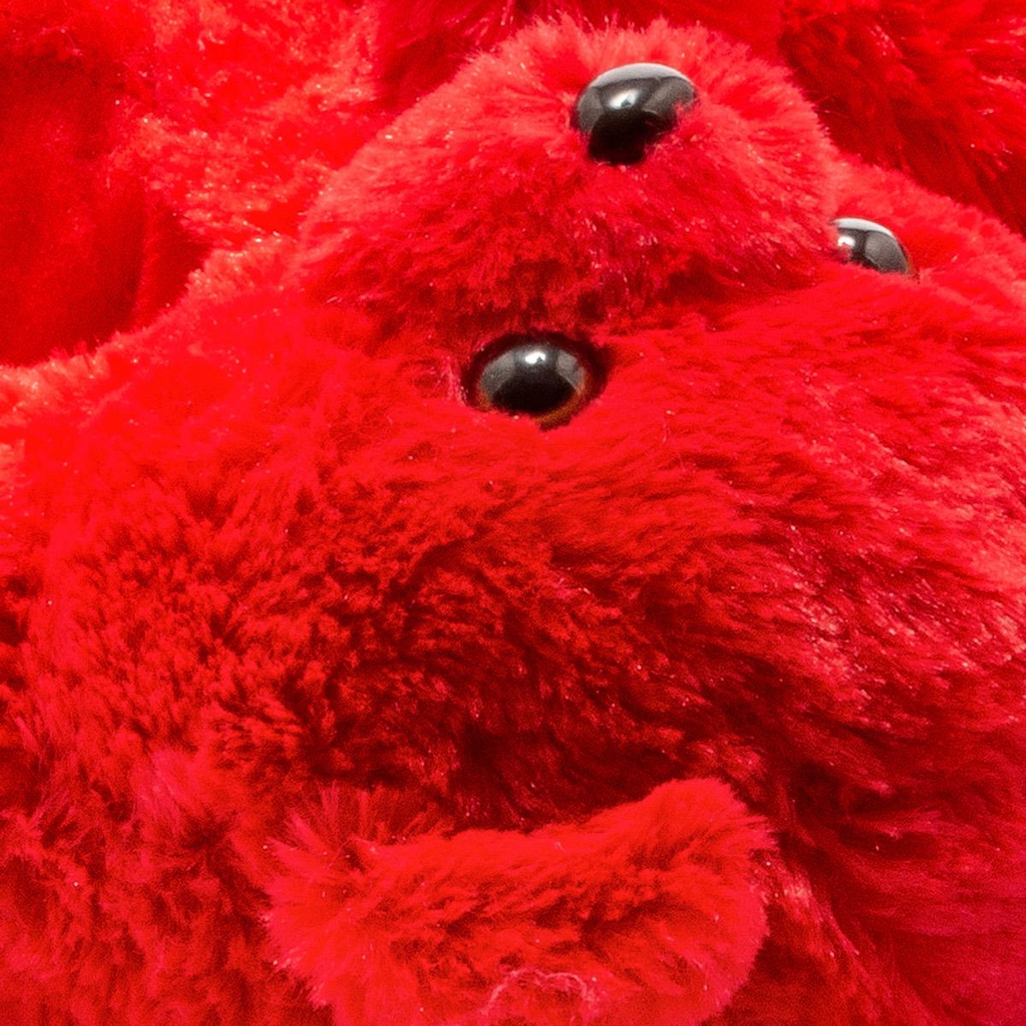 Teddy Kadın Hayvanlı Panduf Kırmızı 36/41