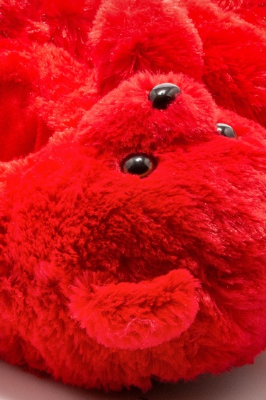  Teddy Kadın Hayvanlı Panduf Kırmızı 36/41