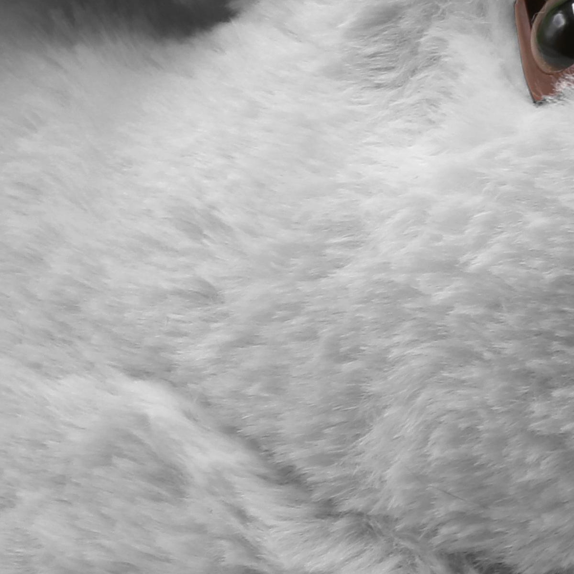 Zulu Kadın Hayvanlı Panduf Gri 36/41