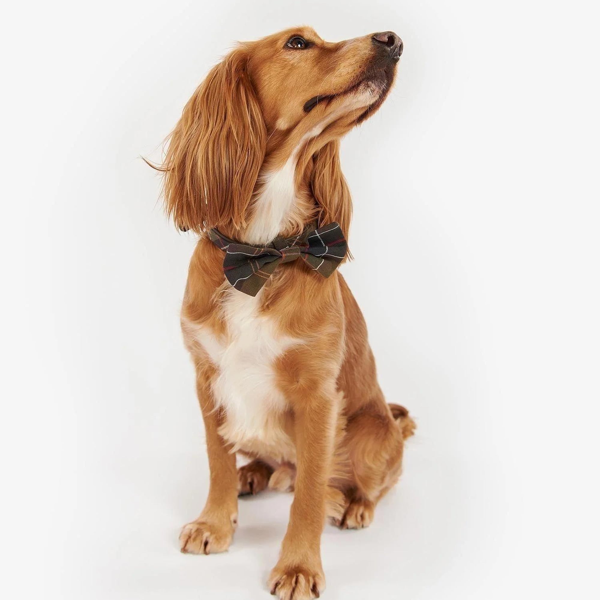 Barbour Tartan Köpek Papyonu