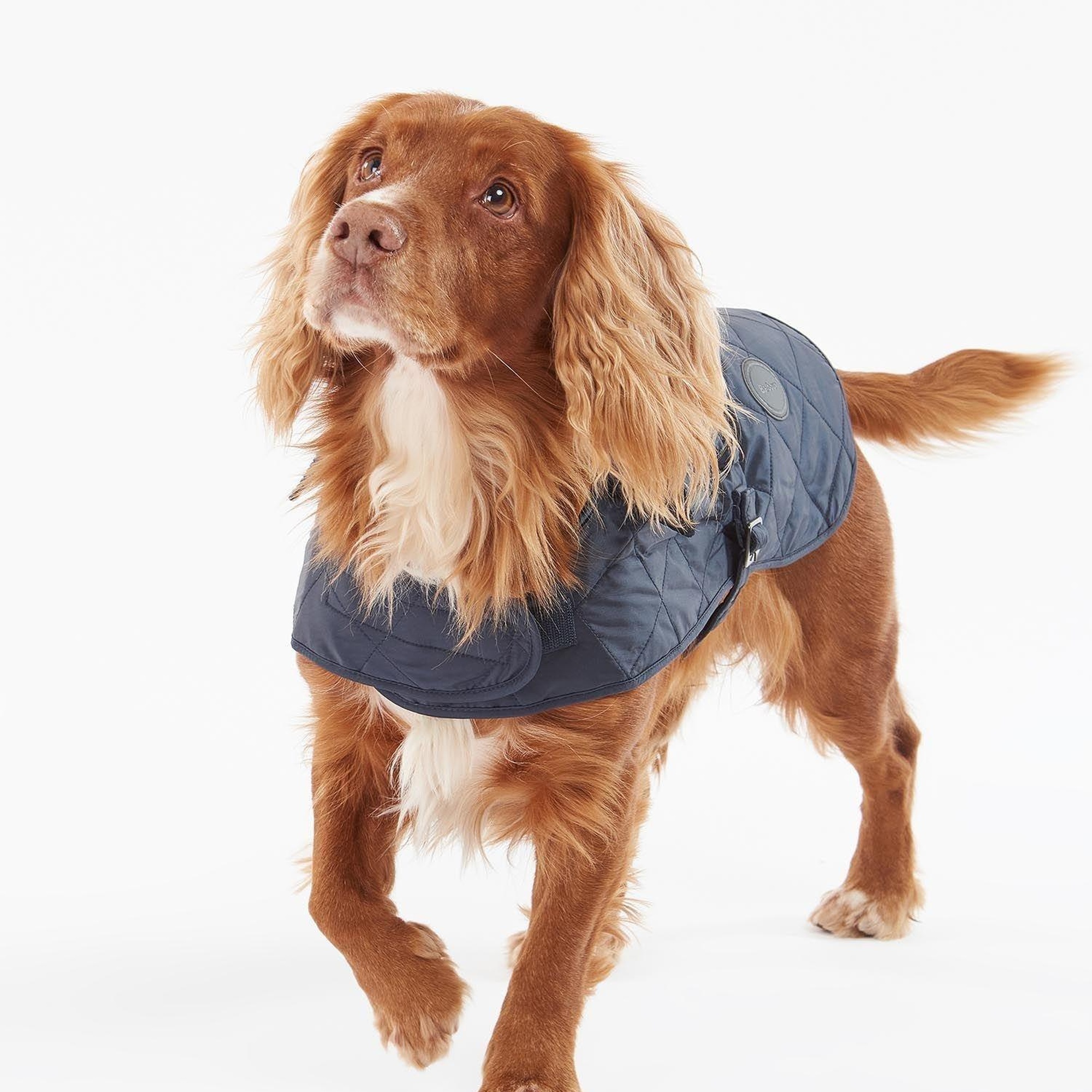 Barbour Quilted Köpek Kıyafeti