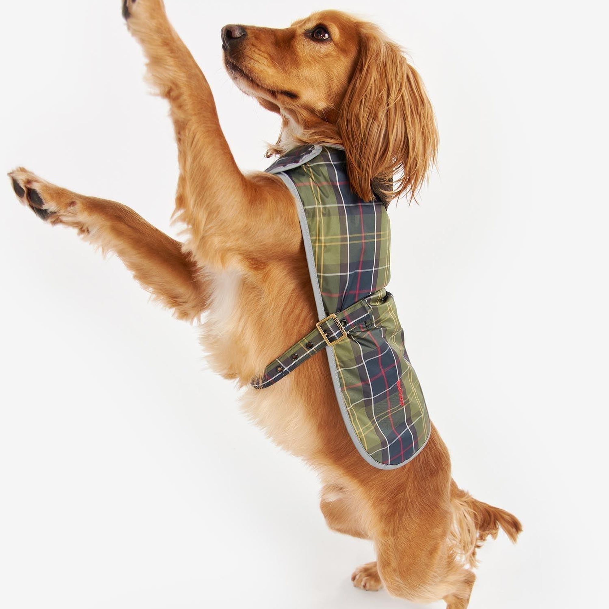 Barbour Wetherham Ekose Köpek Montu