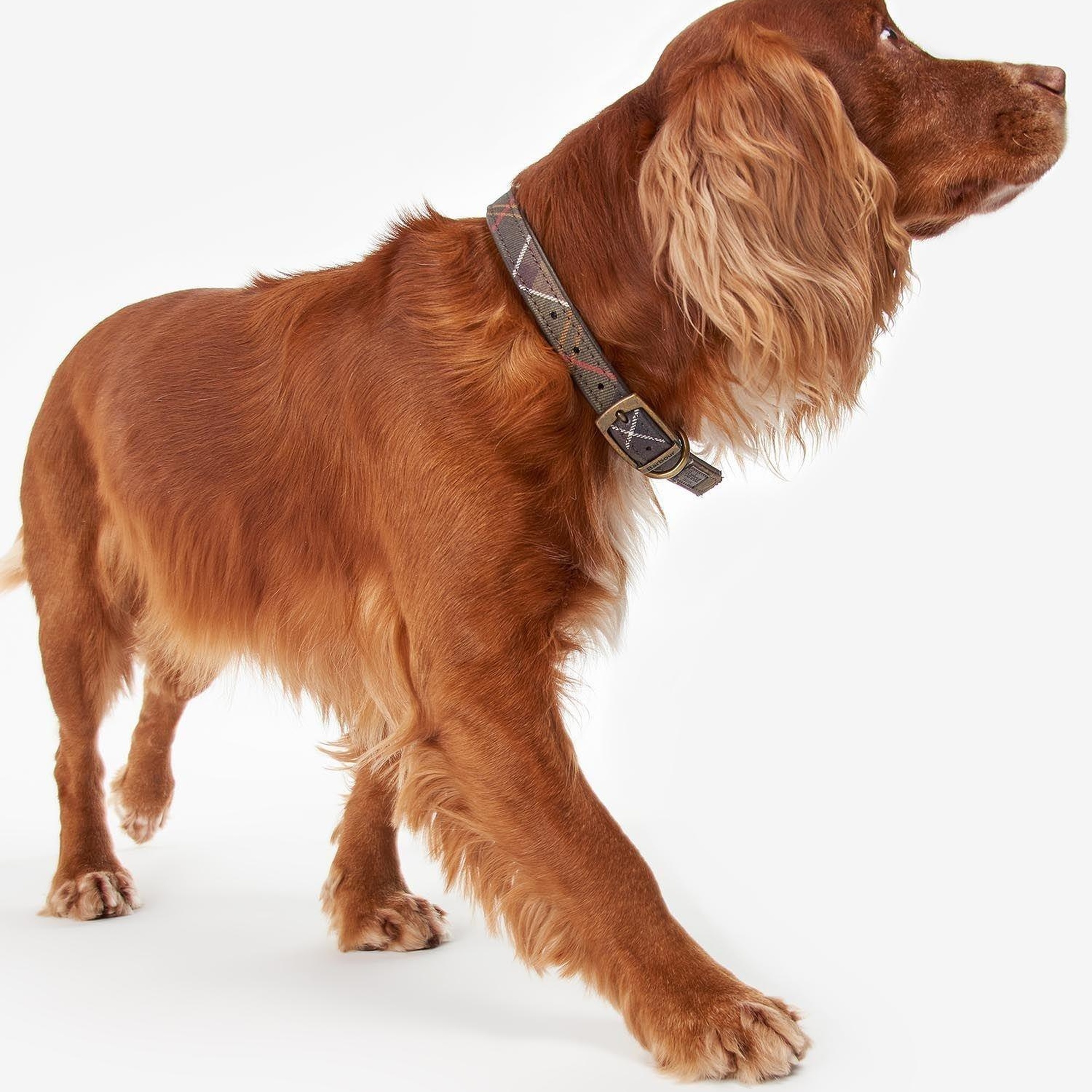 Barbour Tartan Köpek Boyun Tasması