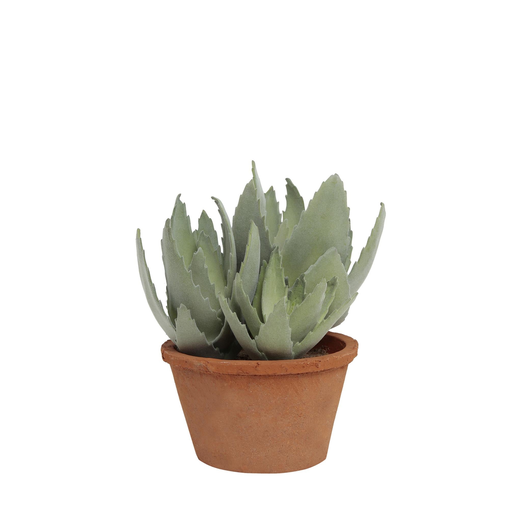  YARGICI DEKORATİF BİTKİ  - SUKULENT (16x24cm)