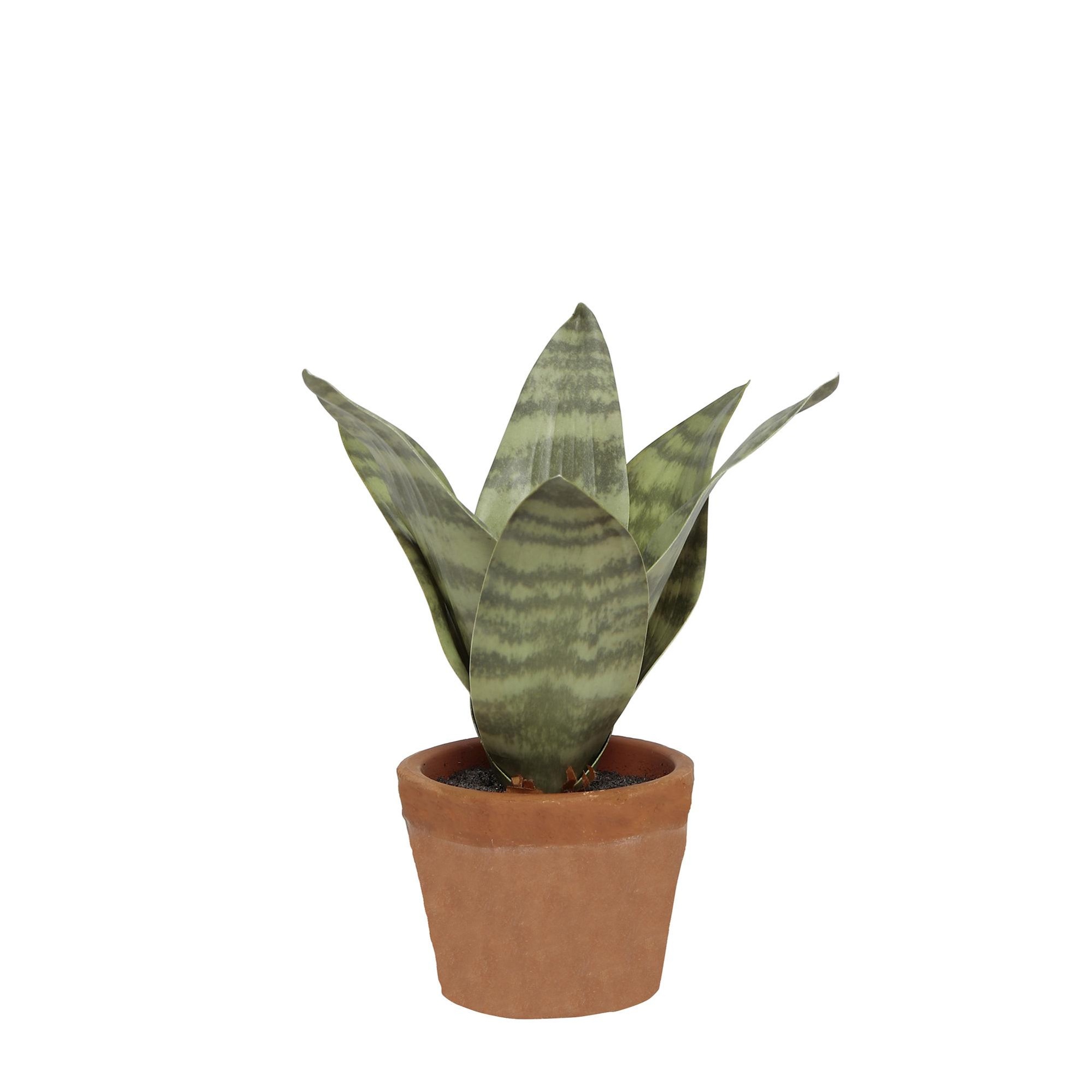 YARGICI DEKORATİF BİTKİ - KAPLAN ÇİÇEĞİ (9x20cm)