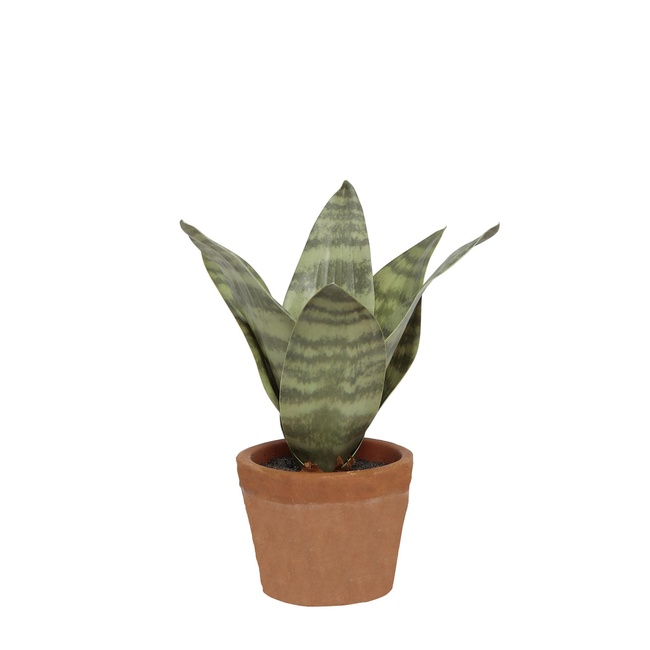  YARGICI DEKORATİF BİTKİ - KAPLAN ÇİÇEĞİ (9x20cm)