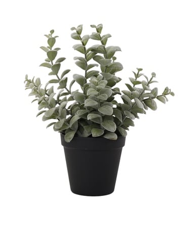  YARGICI Saksı bitki (28x20 Cm)