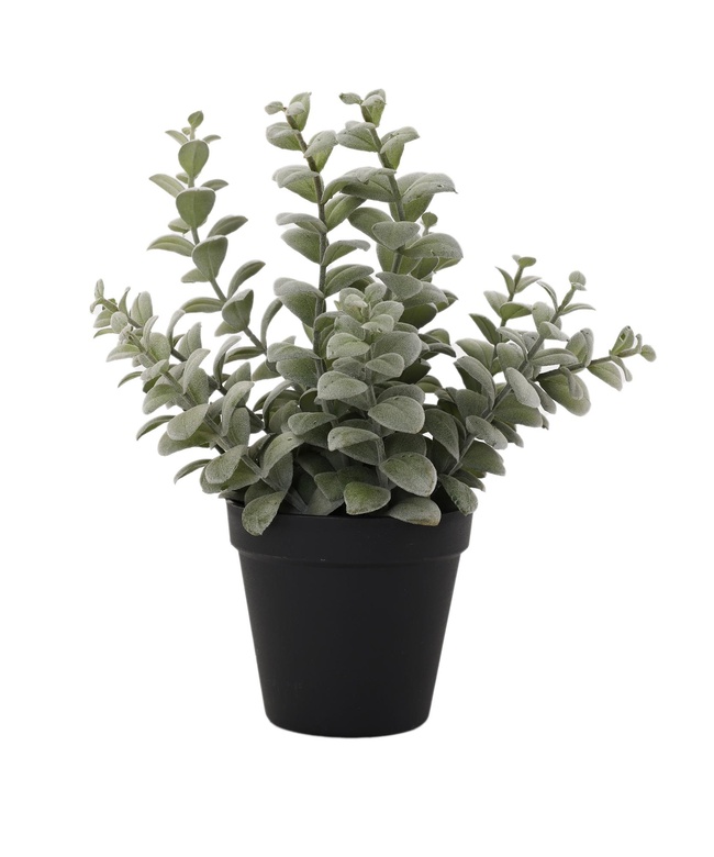  YARGICI Saksı bitki (28x20 Cm)