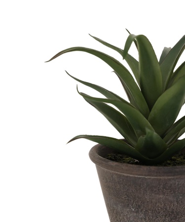  YARGICI Saksı bitki (20x20 Cm)