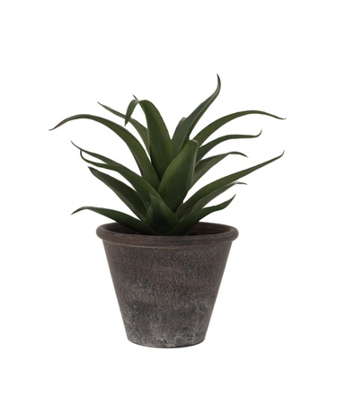  YARGICI Saksı bitki (20x20 Cm)