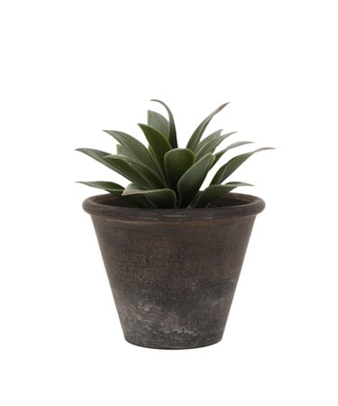  YARGICI Saksı bitki (16x13 Cm)