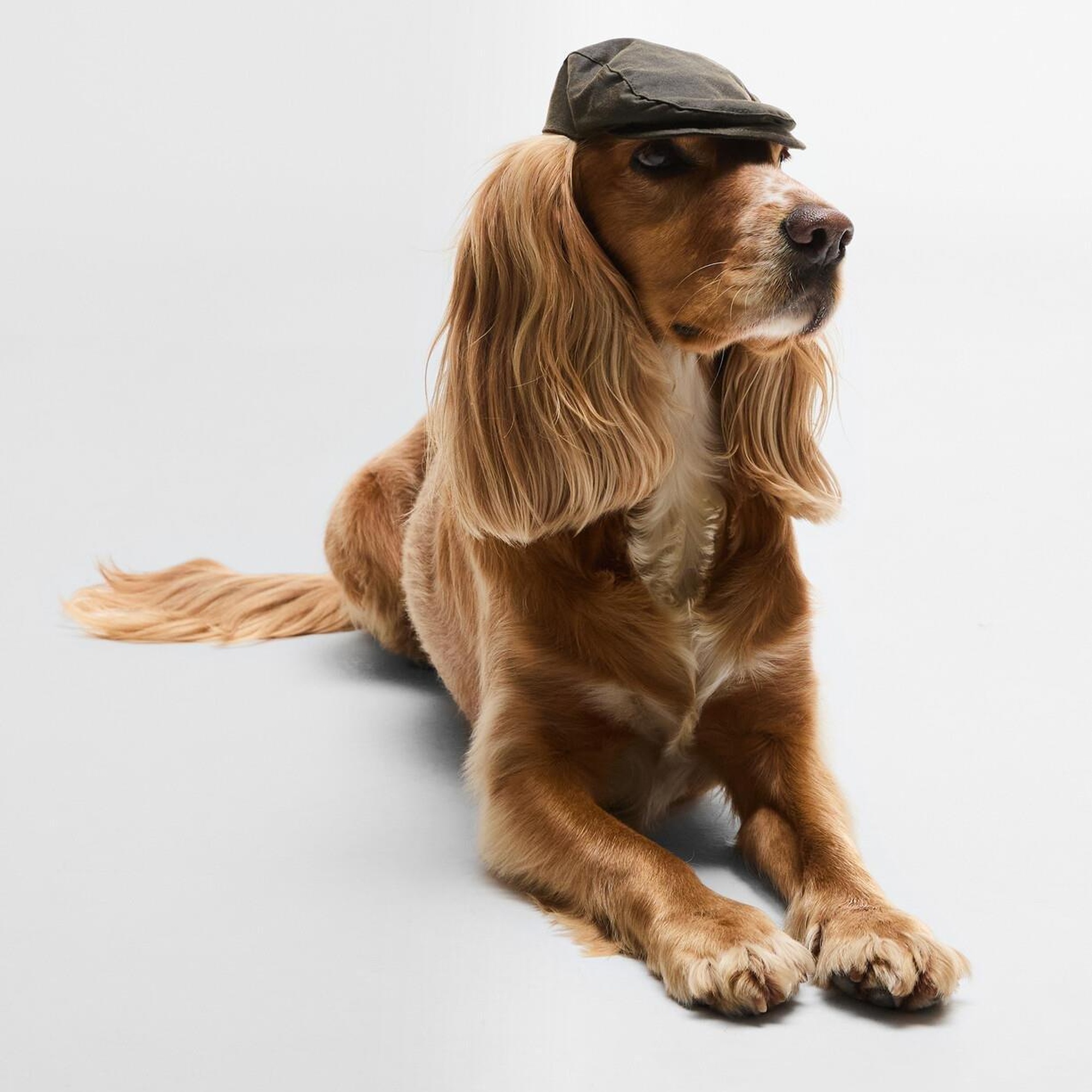 Barbour Yağlı Köpek Kasketi