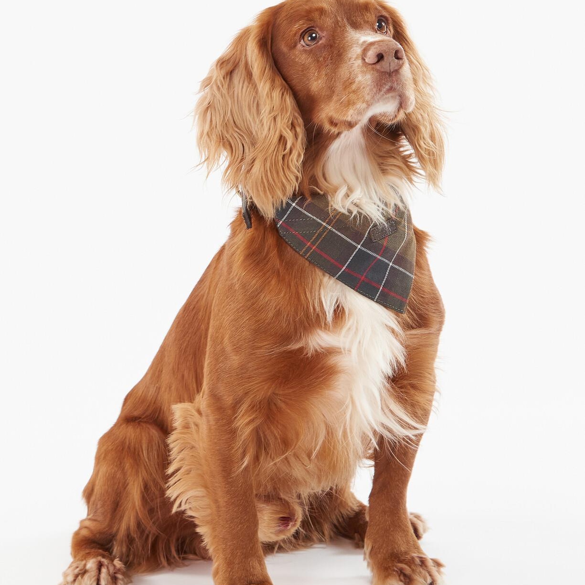 Barbour Tartan Köpek Bandanası