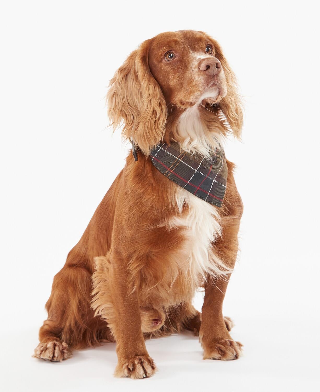  Barbour Tartan Köpek Bandanası