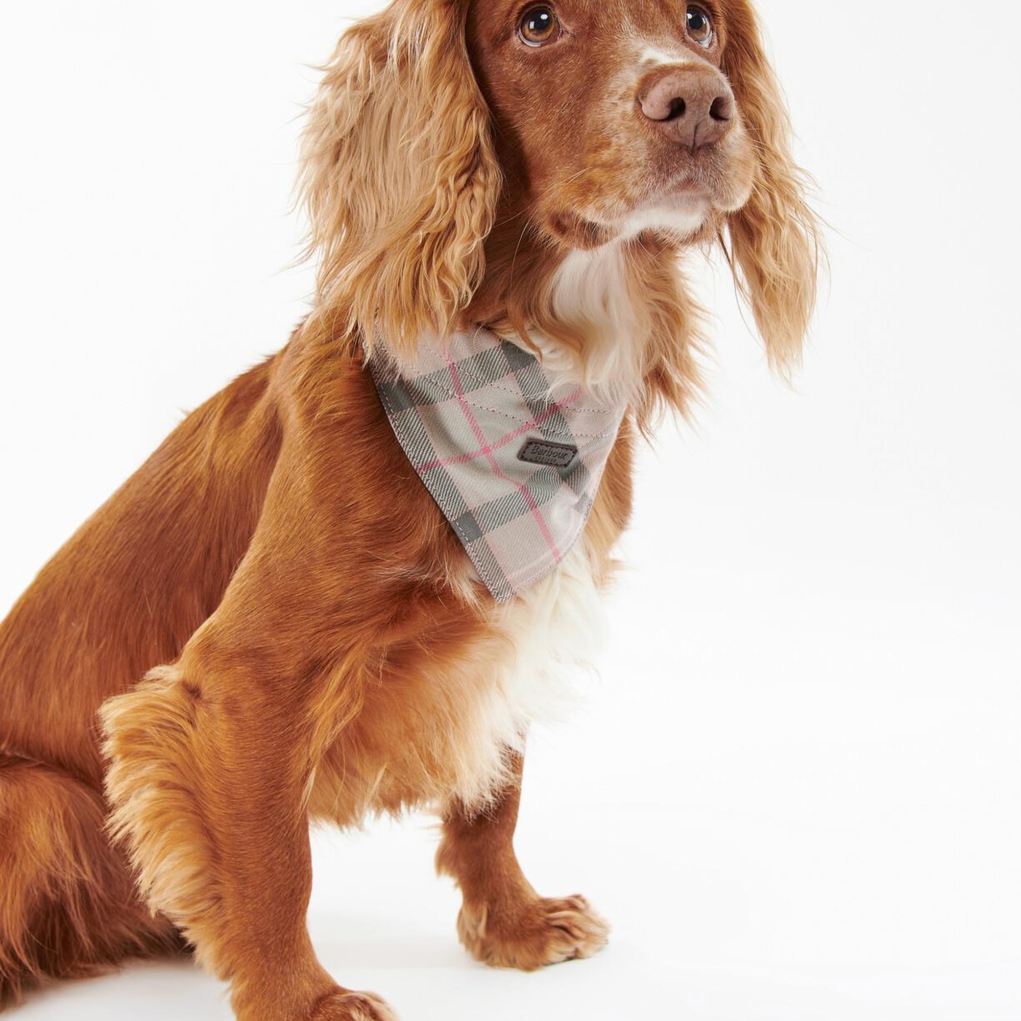 Barbour Tartan Köpek Bandanası