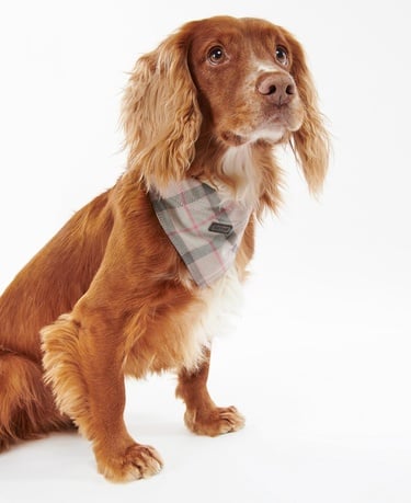  Barbour Tartan Köpek Bandanası