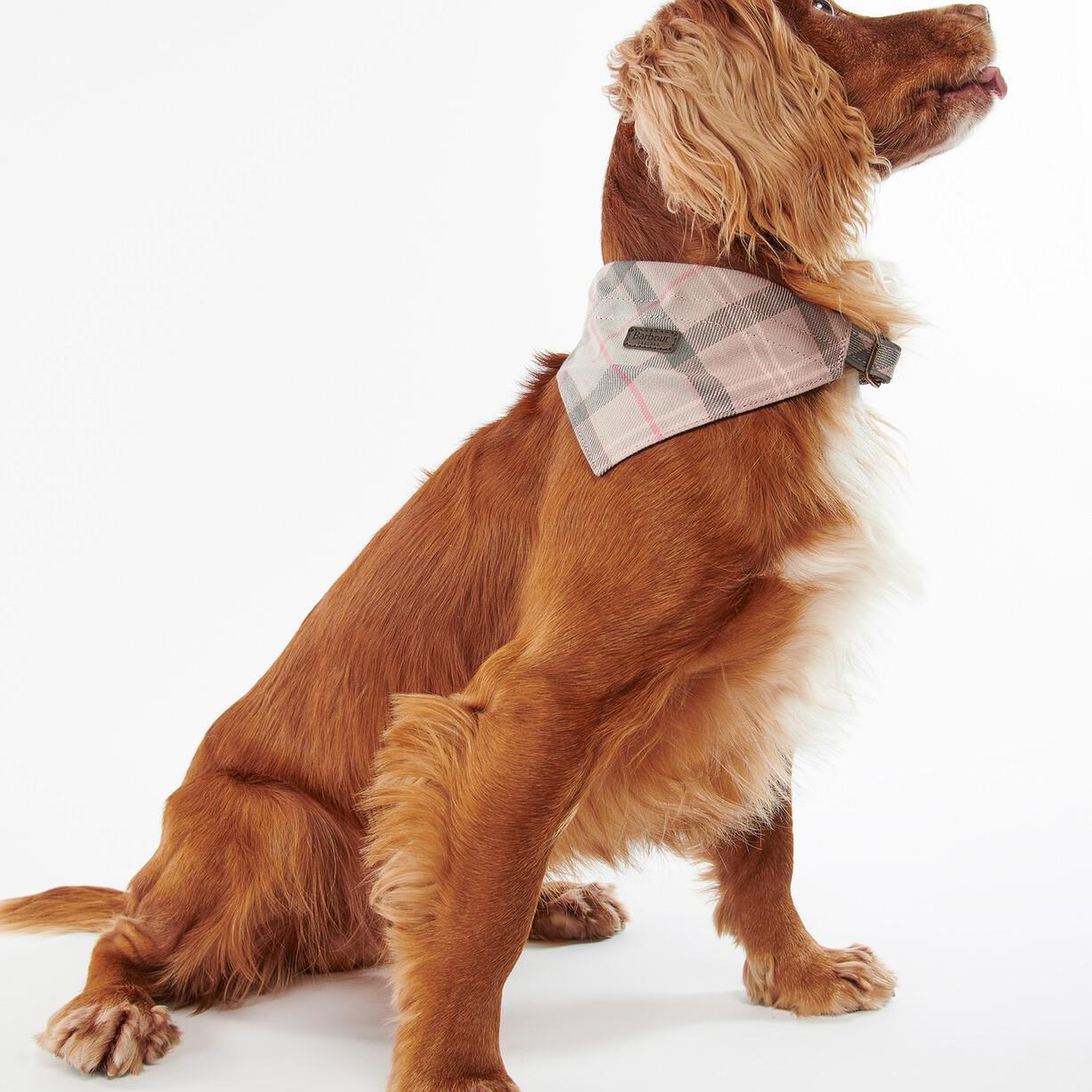 Barbour Tartan Köpek Bandanası