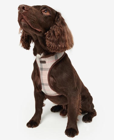  Barbour Tartan Köpek Göğüs Tasması