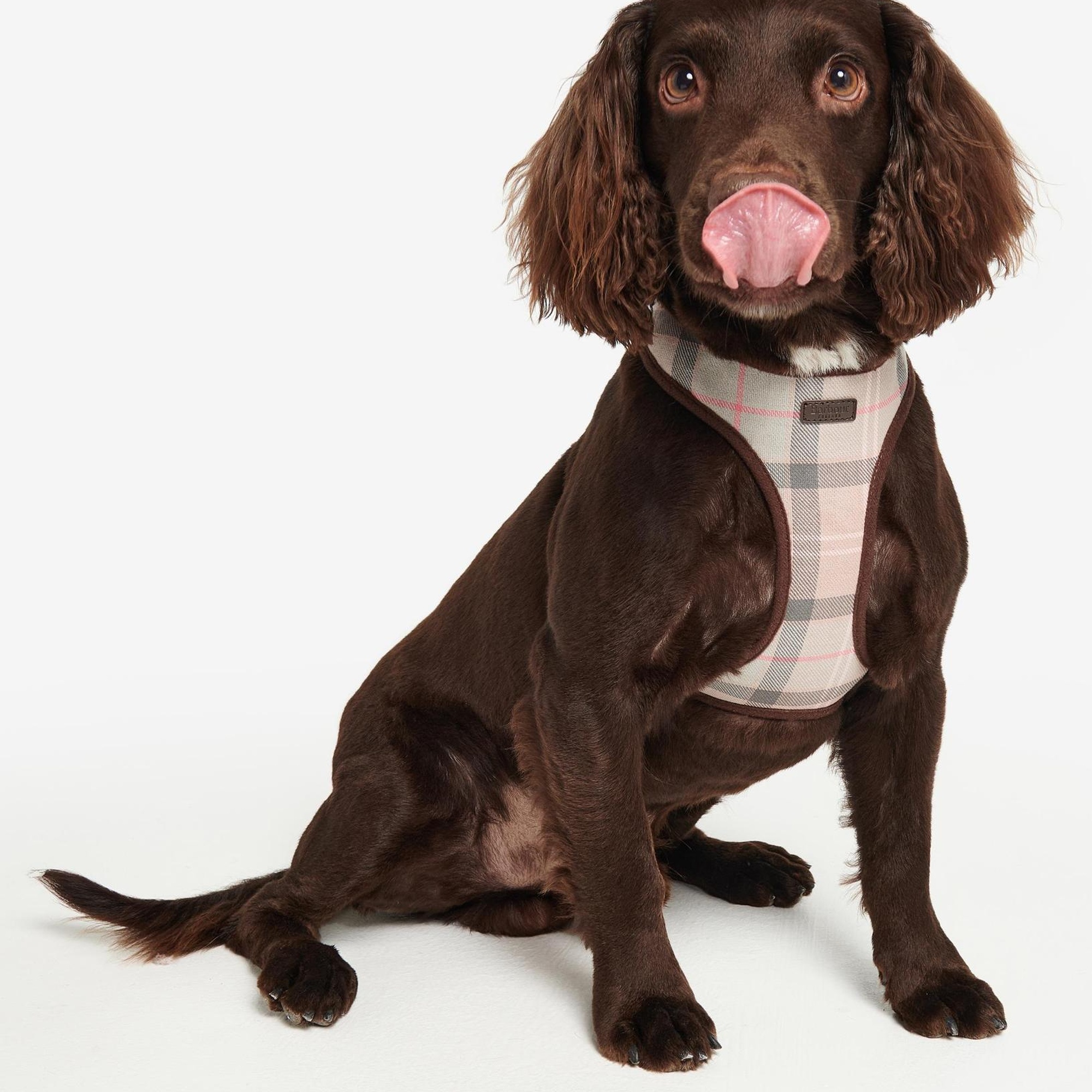 Barbour Tartan Köpek Göğüs Tasması