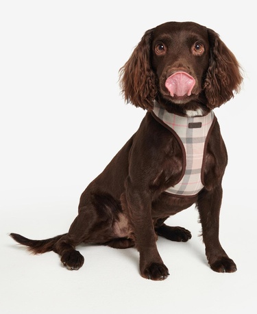 Barbour Tartan Köpek Göğüs Tasması