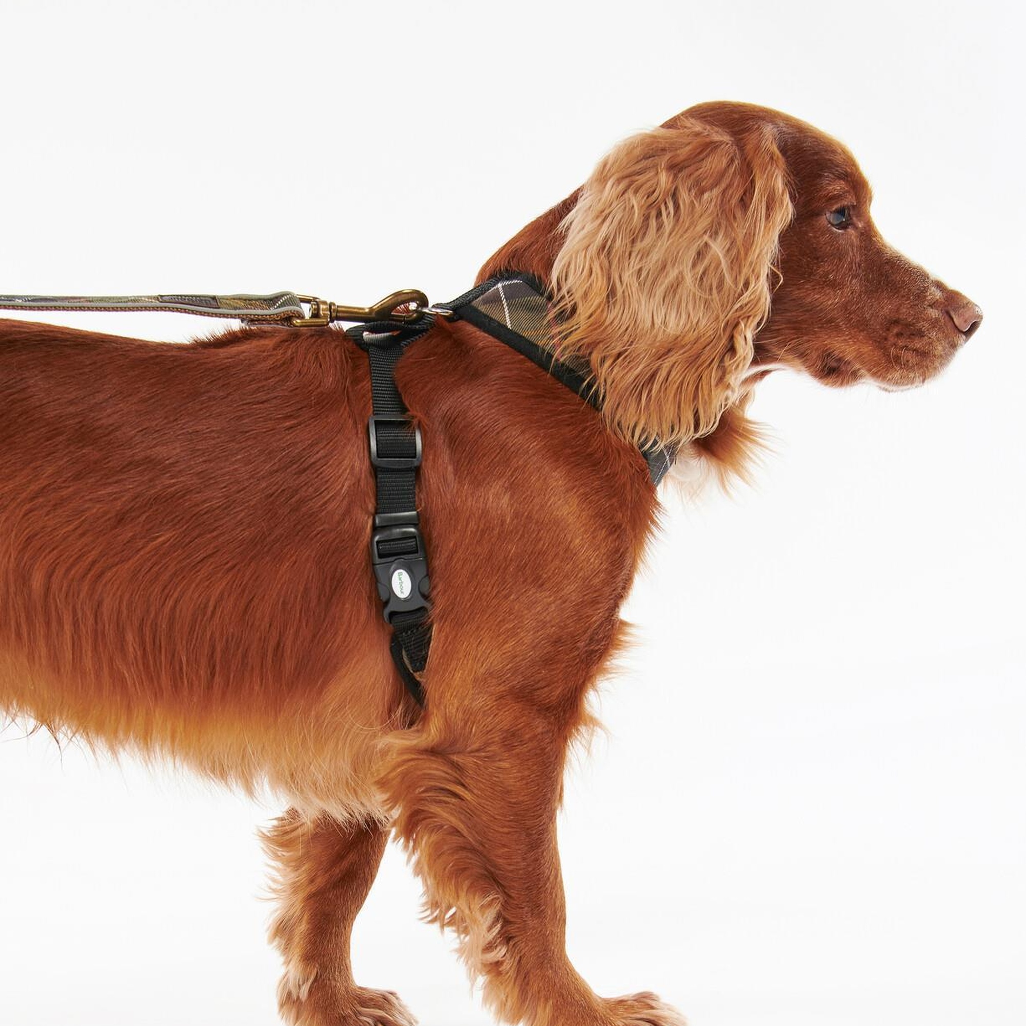 Barbour Tartan Köpek Göğüs Tasması