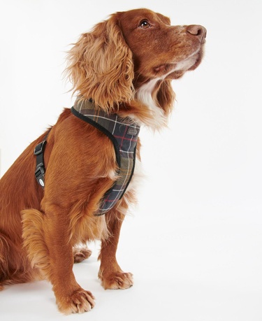 Barbour Tartan Köpek Göğüs Tasması