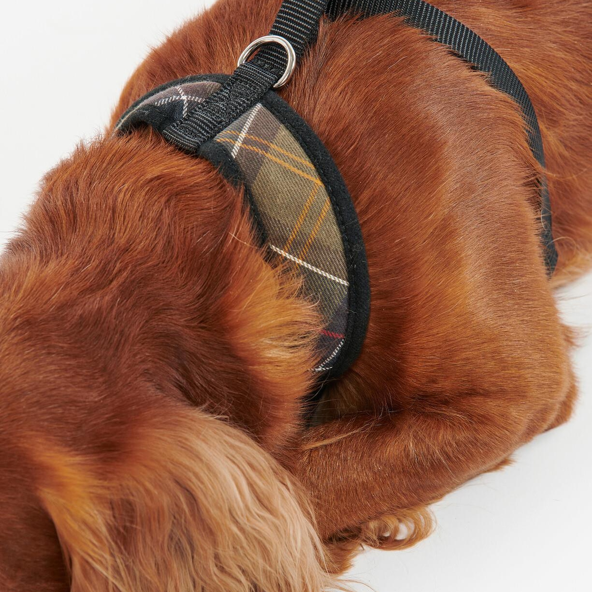 Barbour Tartan Köpek Göğüs Tasması