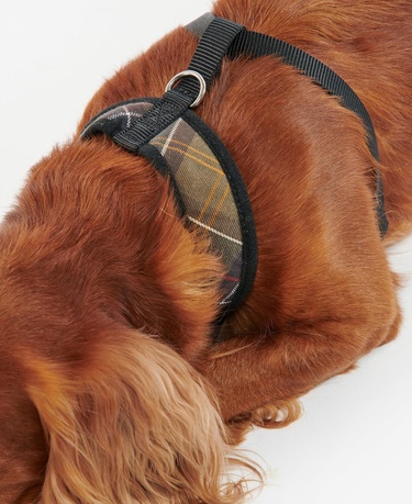  Barbour Tartan Köpek Göğüs Tasması